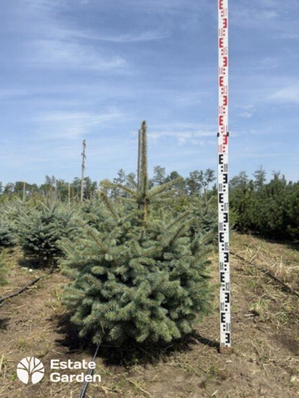 Ель колючая глаука Кейбаб 1-1,25 м Ель колючая глаука Кейбаб 1-1,25 м