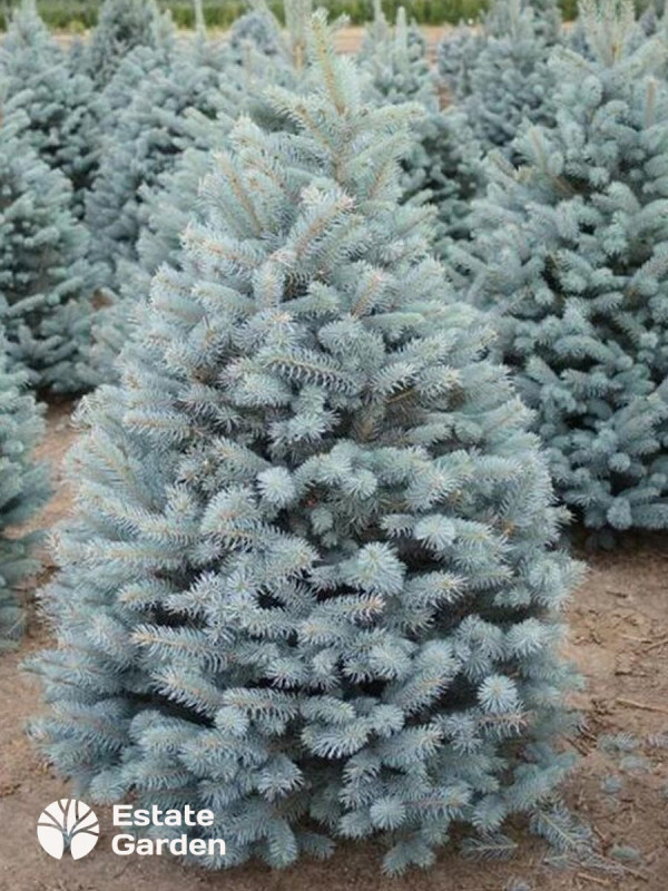 Ель голубая колючая Фэт Альберт 0,75-1 м C15 (экстра)