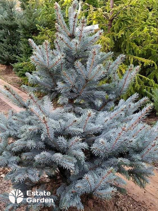 Ель голубая колючая Супер Блю Сидлинг 2-2,25 м